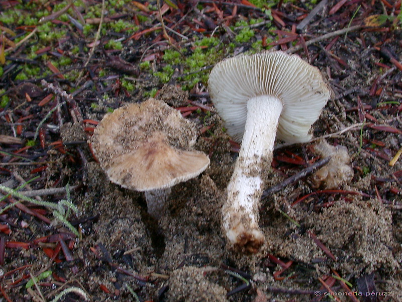 Funghi delle dune e retrodune...